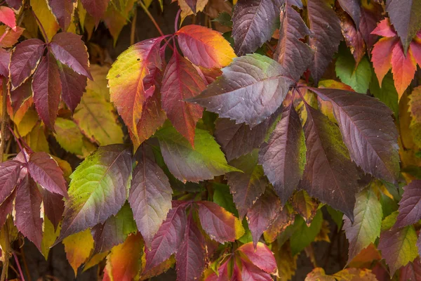 Yabani üzüm yaprakları. Arka plan kırmızı sonbahar yaprakları.