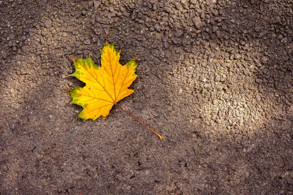 Sarı sonbahar yaprak üzerinde asfalt üstten görünüm.