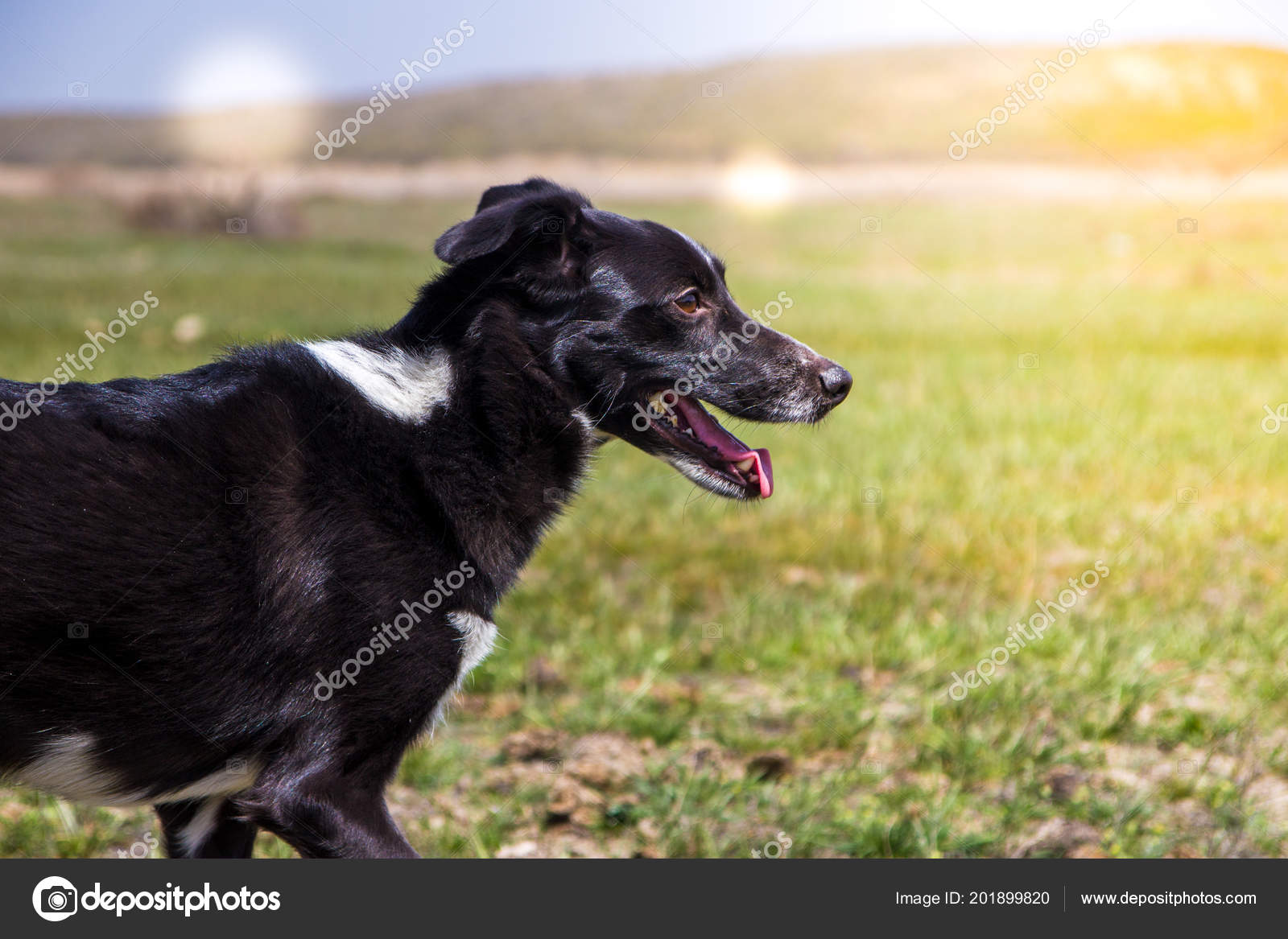 Chien Sur Herbe Chien Noir Blanc Dans Une Journée