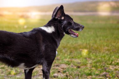 Köpek bir çim üzerinde. Siyah ve beyaz köpek güneşli bir günde.