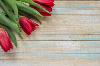 Kopya alanı ile kırmızı lale Üstten Görünüm.