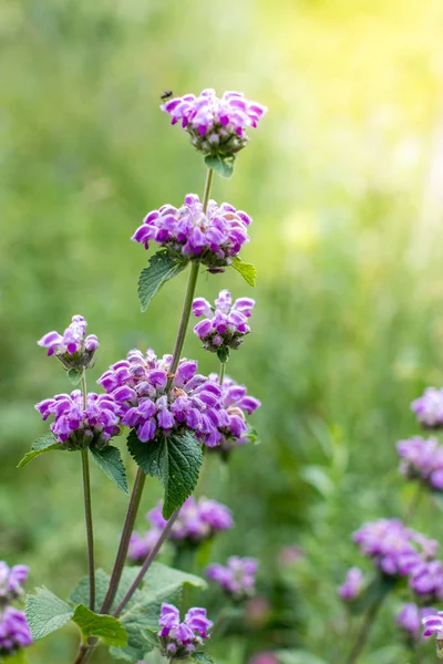 Dzikie fioletowe kwiaty z bliska. Alpejskie łąki w górach — Zdjęcie stockowe