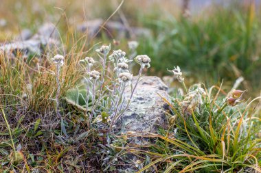 Dağlarda Edelweiss, yaz aylarında dağ çayırları