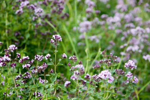 Origanum vulgare lub wspólne oregano, dziki majeranek w słonecznym d — Zdjęcie stockowe