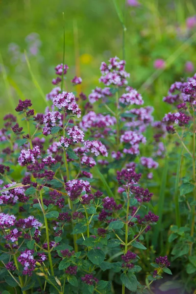 Origanum vulgare lub wspólne oregano, dziki majeranek w słonecznym d — Zdjęcie stockowe