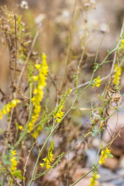 Sonbaharda yabani bitkiler ve çiçekler alanında bulanık
