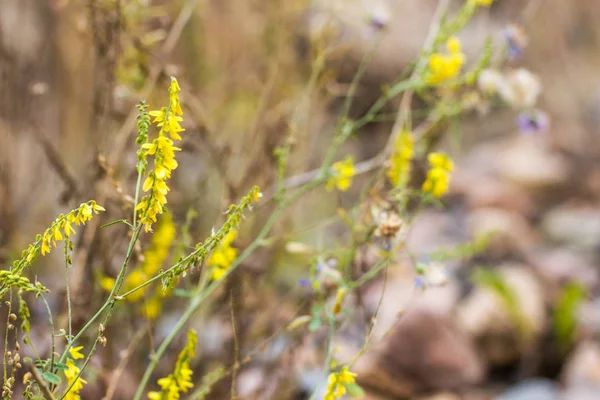 Otoño plantas silvestres y flores en el campo borroso — Foto de Stock