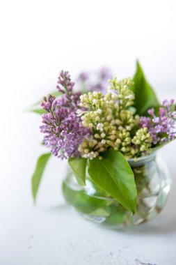 Küçük bir vazoda çiçek açan leylak