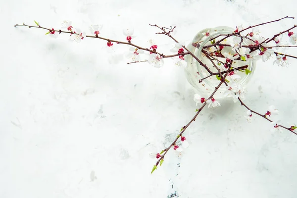 Flores de cerezo sobre un fondo claro — Foto de Stock