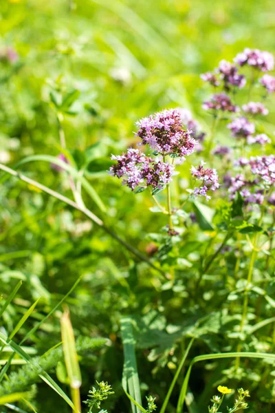 Primeros planos de flores silvestres. Prados alpinos en las montañas — Foto de Stock