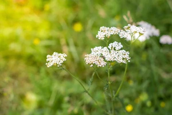 Flores blancas silvestres de cerca en el campo en verano — Foto de Stock