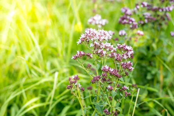 Flores moradas silvestres de cerca. Prados alpinos en las montañas — Foto de Stock