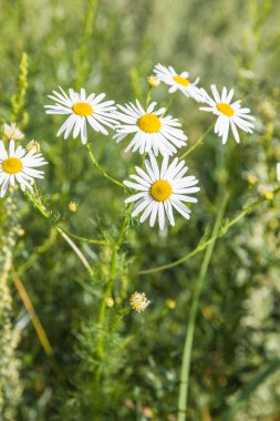 Güneşli bir yaz gününde bir tarlada vahşi papatya