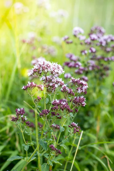 Flores moradas silvestres de cerca. Prados alpinos en las montañas — Foto de Stock