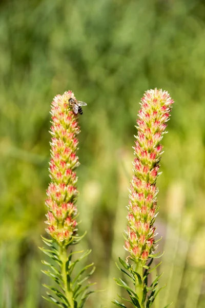 Dzikie kwiaty zbliżenie. Alpejskie łąki w górach — Zdjęcie stockowe