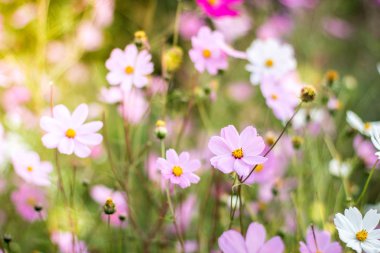 Sonbahar güneşli bir günde yabani çiçekler yakın çekim