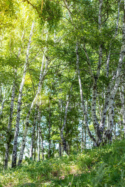 Birch grove on a sunny summer day, the mountains near Almaty