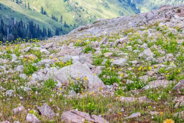 Almaty, Kaza kenti yakınlarındaki dağlarda çiçekli çayırlar