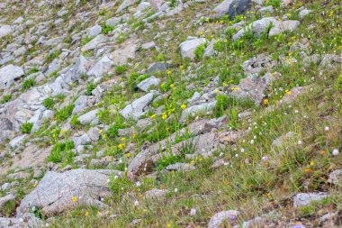 Almaty, Kaza kenti yakınlarındaki dağlarda çiçekli çayırlar