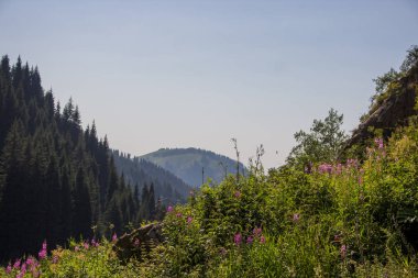 Almaty, Kazakistan'daki dağlar. Mountai güneşli yaz günü