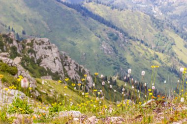 Almaty, Kaza kenti yakınlarındaki dağlarda çiçekli çayırlar