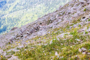 Almaty, Kaza kenti yakınlarındaki dağlarda çiçekli çayırlar