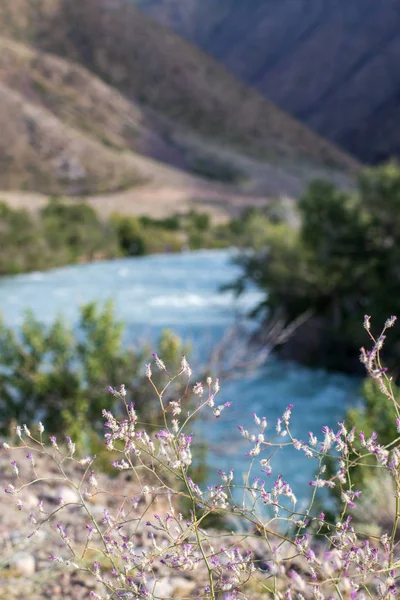 Stürmischer Chili-Fluss in den Steppen Kasachstans — Stockfoto