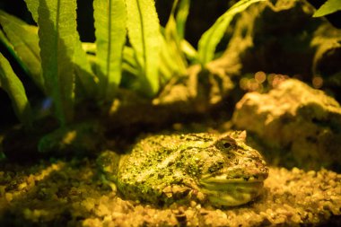 Sea Life Bangkok Okyanus Dünya Akvaryumu alışveriş merkezinde 