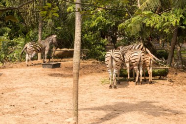 Zebra, Khao Kheo Hayvanat Bahçesi, Tayland Milli Parkı