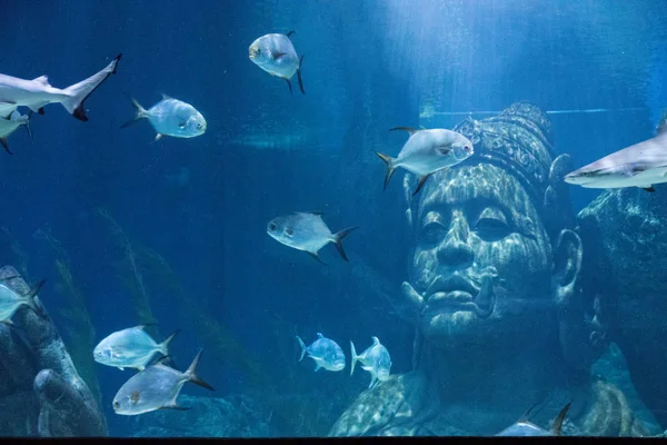 Sea Life Bangkok Ocean World Aquarium di pusat perbelanjaan Stok Gambar Bebas Royalti