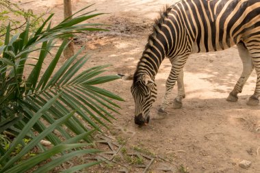 Zebra, Khao Kheo Hayvanat Bahçesi, Tayland Milli Parkı