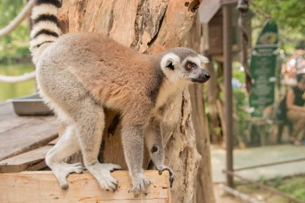 Lemur im khao kheo zoo, thailändischer Nationalpark — Stockfoto