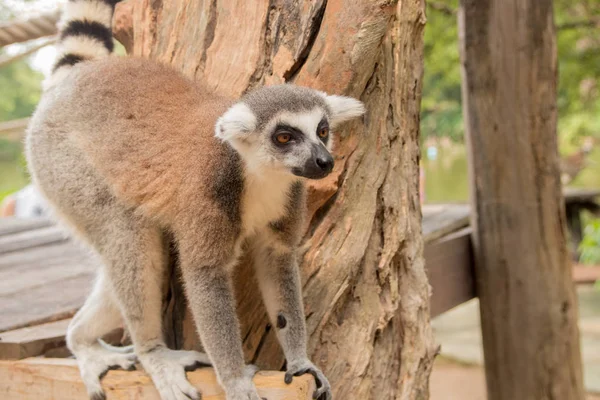 Lemur im khao kheo zoo, thailändischer Nationalpark — Stockfoto