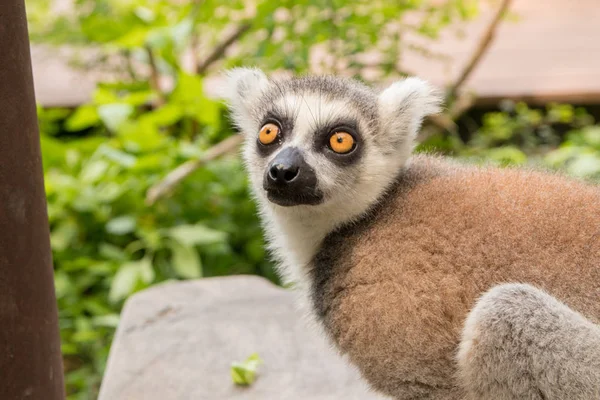 Lemur im khao kheo zoo, thailändischer Nationalpark — Stockfoto