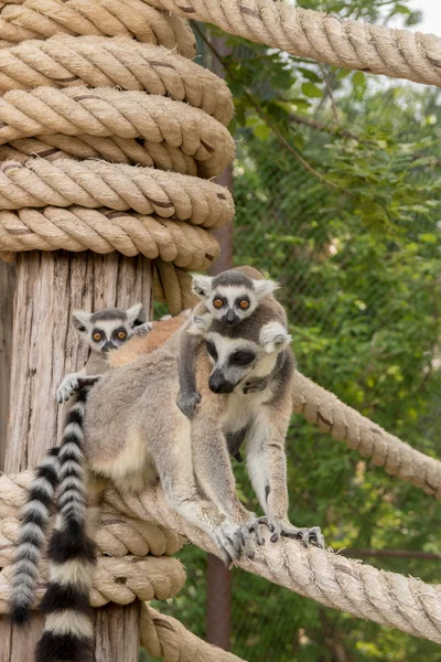 Lemur mit Babys auf dem Rücken im khao kheow zoo, Nationalpark von tha — Stockfoto