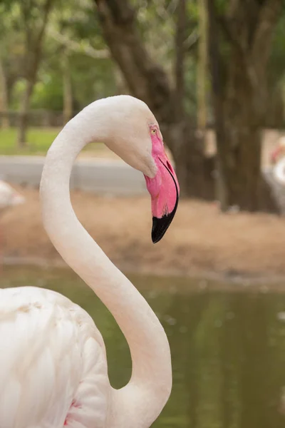 Pink flamingo at Khao Kheo Zoo, National Park of Thailand — Stock Photo, Image