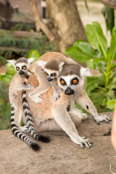 Lemur mit Babys auf dem Rücken im khao kheow zoo, Nationalpark von tha — Stockfoto