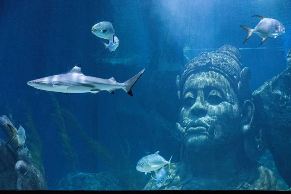 Sea Life Bangkok Ocean World Aquarium στο εμπορικό κέντρο της — Φωτογραφία Αρχείου