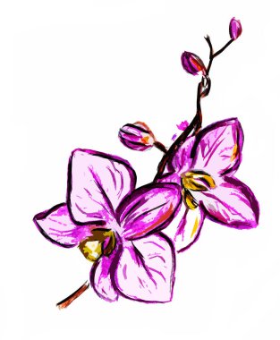 Beyaz arkaplanda bir orkide çiçeği tozu.