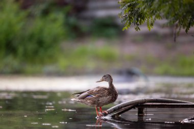 2025 gölündeki ördekler