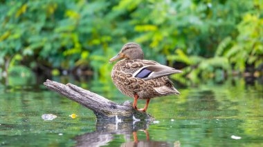 2025 gölündeki ördekler