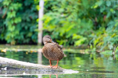 2025 gölündeki ördekler