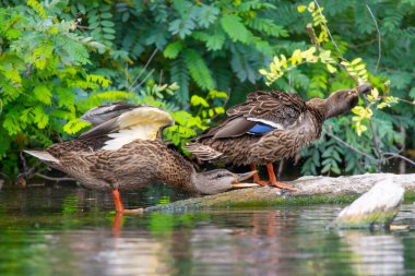 2025 gölündeki ördekler