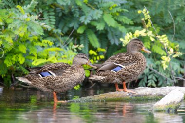 2025 gölündeki ördekler
