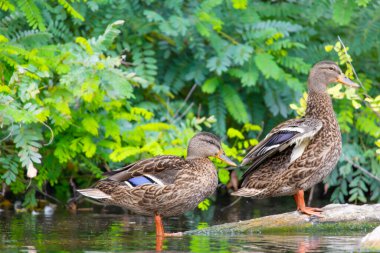 2025 gölündeki ördekler