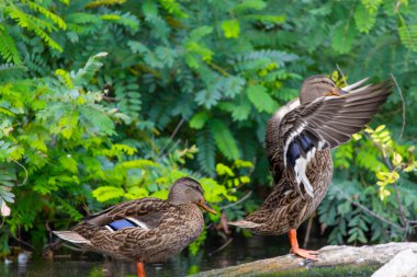 2025 gölündeki ördekler