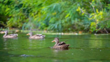 2025 gölündeki ördekler