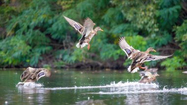2025 gölündeki ördekler