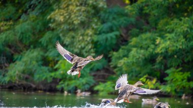 2025 gölündeki ördekler