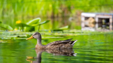 2025 gölündeki ördekler